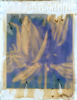 Anthotypes