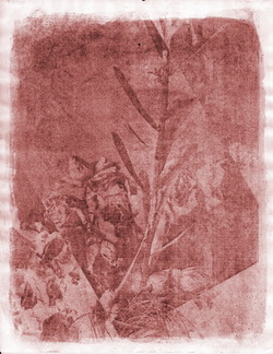 Anthotypes