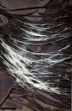 Lumen print